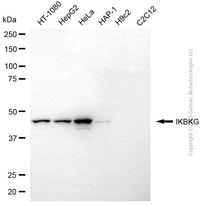 KD-Validated Anti-IKBKG Mouse Monoclonal Antibody ABG2192