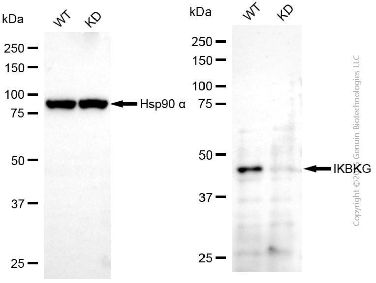 KD-Validated Anti-IKBKG Mouse Monoclonal Antibody ABG2192