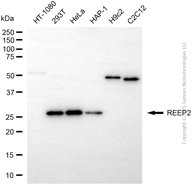 KD-Validated Anti-REEP2 Mouse Monoclonal Antibody ABG2193