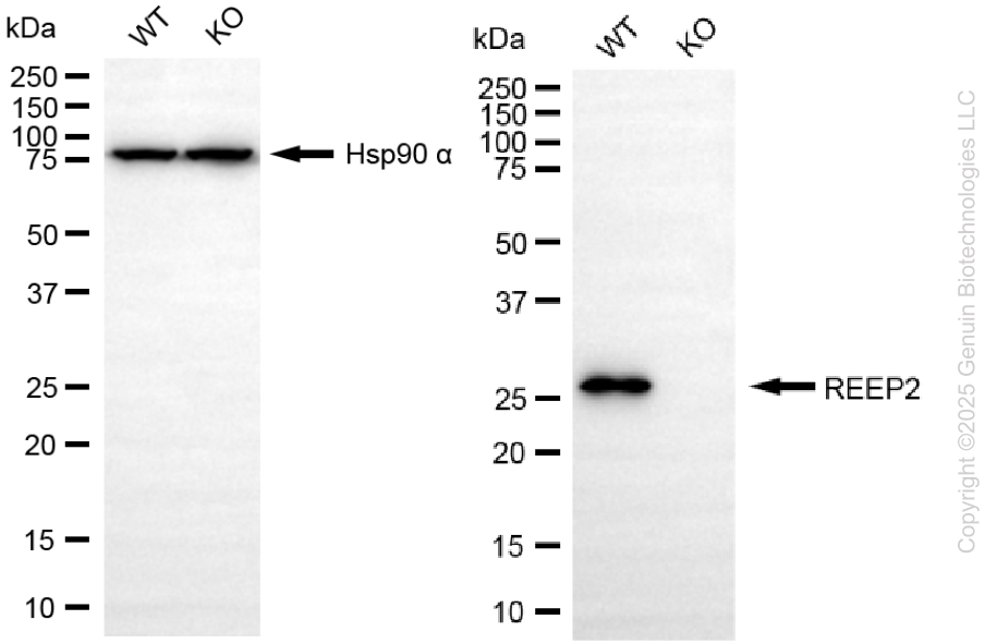 KD-Validated Anti-REEP2 Mouse Monoclonal Antibody ABG2193