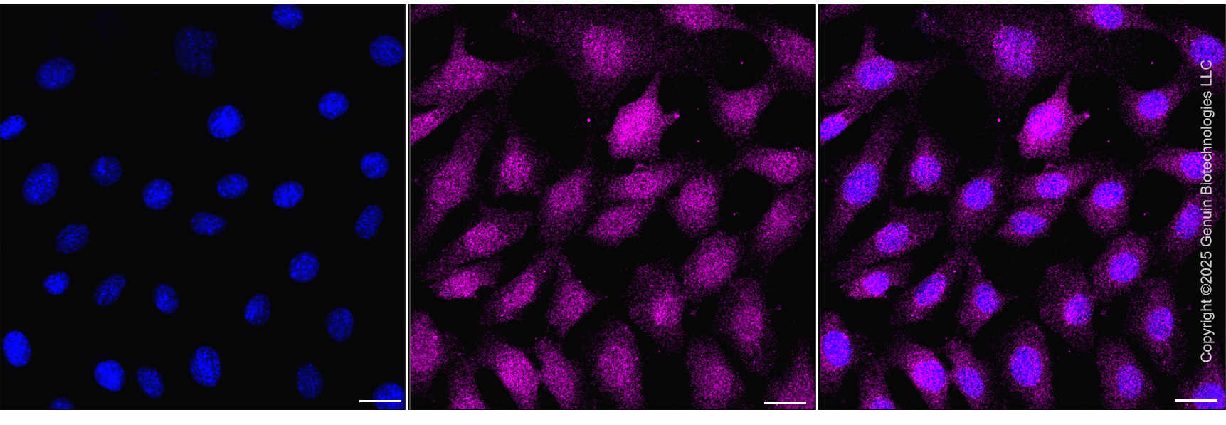 KD-Validated Anti-UFM1 Rabbit Monoclonal Antibody ABG2194