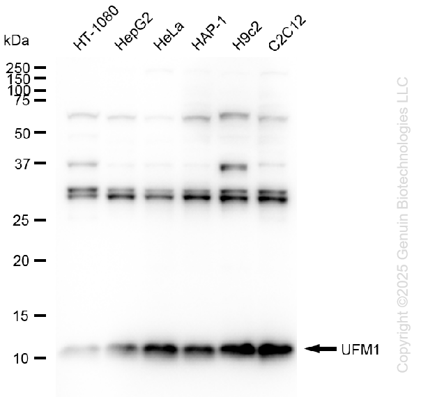 KD-Validated Anti-UFM1 Rabbit Monoclonal Antibody ABG2194