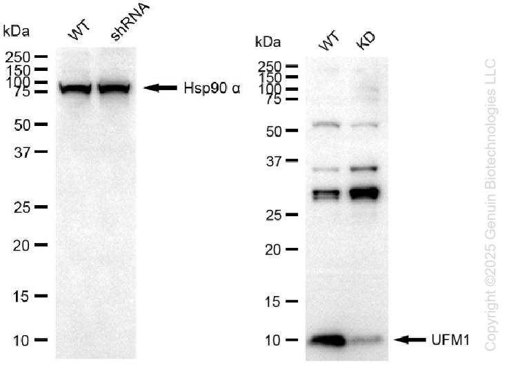 KD-Validated Anti-UFM1 Rabbit Monoclonal Antibody ABG2194