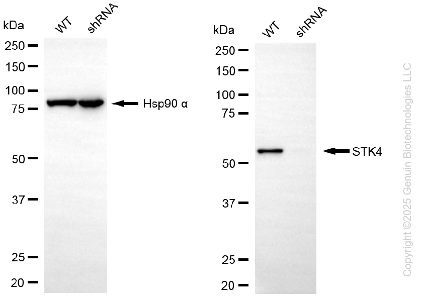KD-Validated Anti-STK4 Rabbit Monoclonal Antibody ABG2195