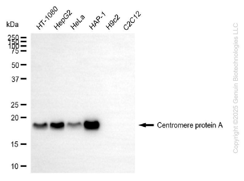 KD-Validated Anti-CENPA Rabbit Monoclonal Antibody ABG2196