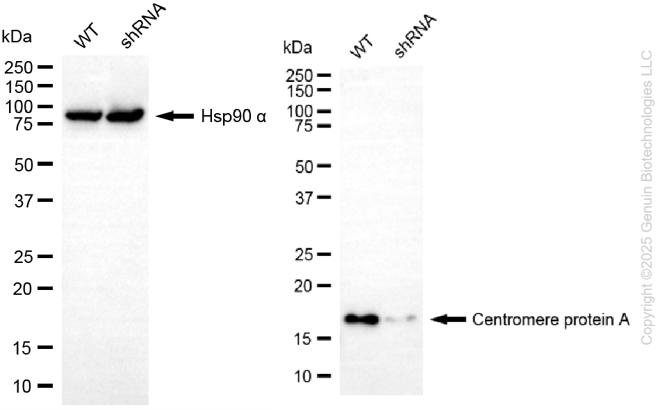 KD-Validated Anti-CENPA Rabbit Monoclonal Antibody ABG2196