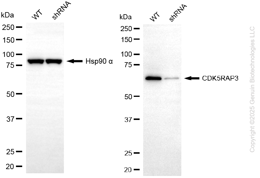 KD-Validated Anti-CDK5RAP3 Rabbit Monoclonal Antibody ABG2197