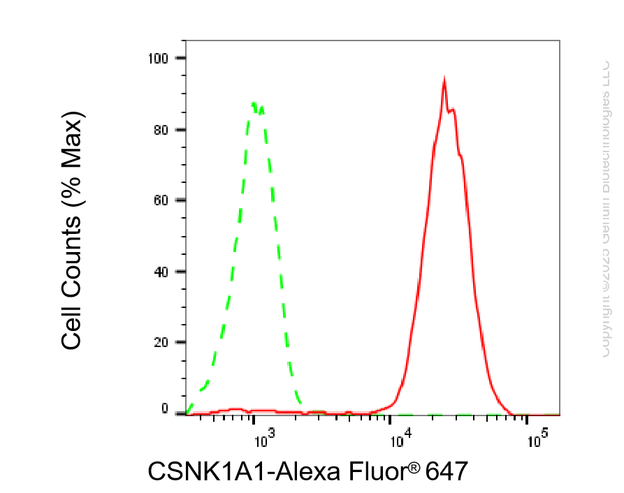 KD-Validated Anti-CSNK1A1 Rabbit Monoclonal Antibody ABG2198