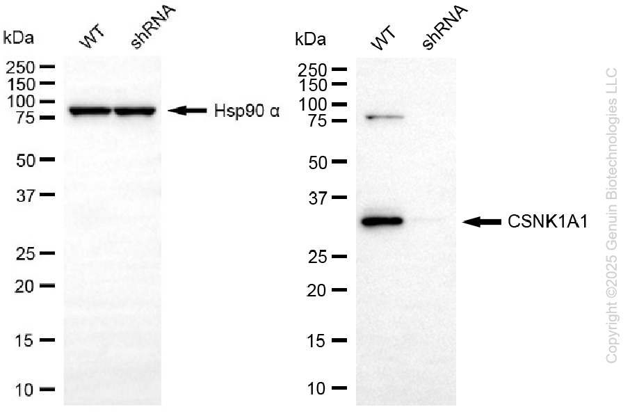 KD-Validated Anti-CSNK1A1 Rabbit Monoclonal Antibody ABG2198