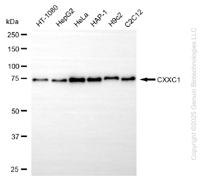 KD-Validated Anti-CXXC1 Rabbit Monoclonal Antibody ABG2199