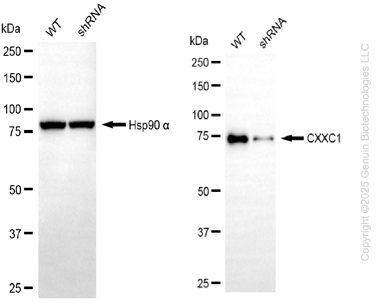 KD-Validated Anti-CXXC1 Rabbit Monoclonal Antibody ABG2199