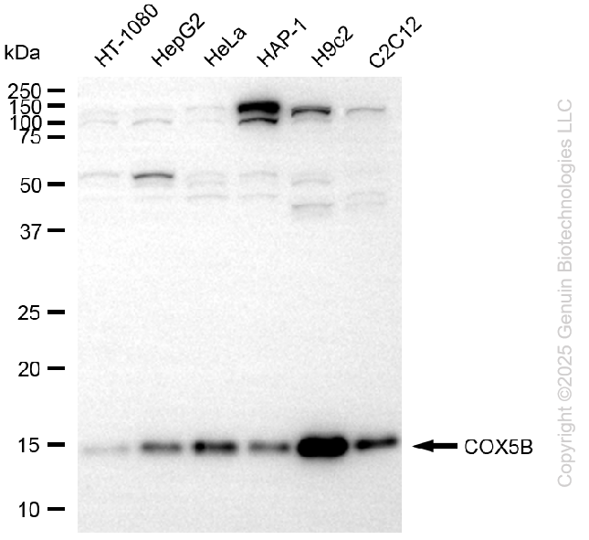 KD-Validated Anti-COX5B Rabbit Monoclonal Antibody ABG2200