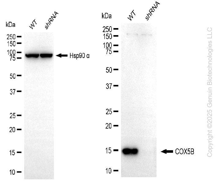 KD-Validated Anti-COX5B Rabbit Monoclonal Antibody ABG2200