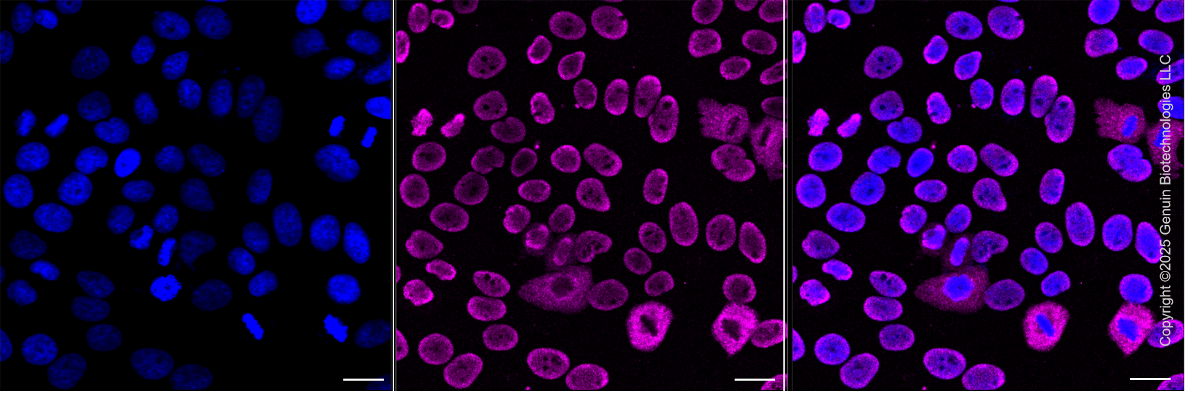 KD-Validated Anti-CPSF6 Rabbit Monoclonal Antibody ABG2201