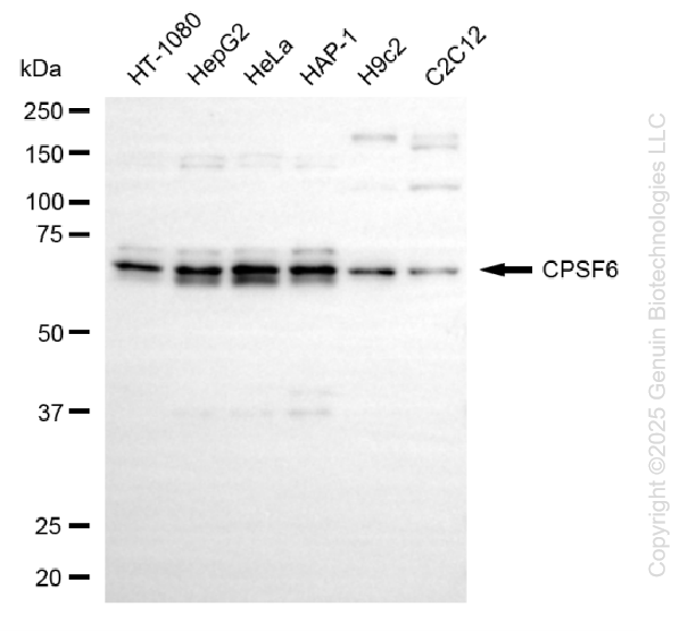 KD-Validated Anti-CPSF6 Rabbit Monoclonal Antibody ABG2201