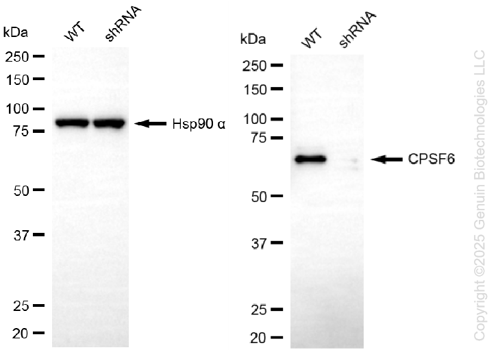 KD-Validated Anti-CPSF6 Rabbit Monoclonal Antibody ABG2201