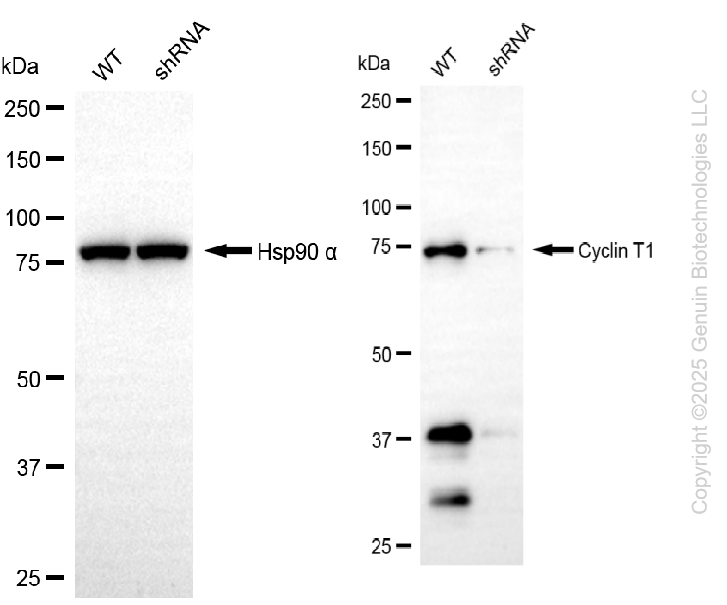 KD-Validated Anti-Cyclin T1 Rabbit Monoclonal Antibody ABG2202