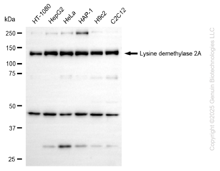 KD-Validated Anti-KDM2A Rabbit Monoclonal Antibody ABG2203