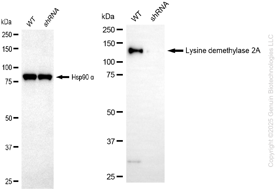 KD-Validated Anti-KDM2A Rabbit Monoclonal Antibody ABG2203