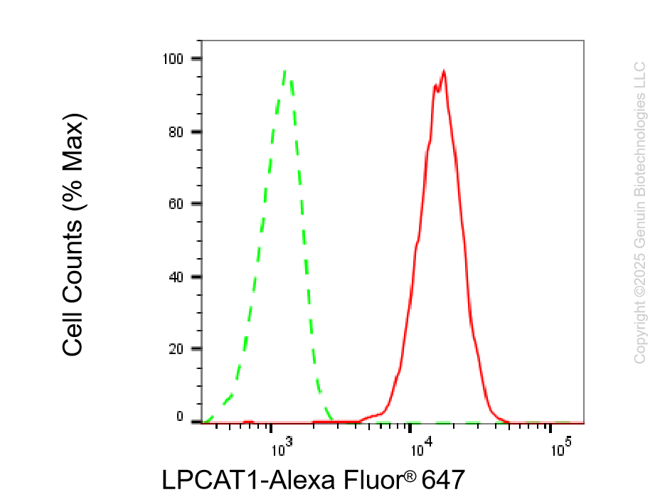 KD-Validated Anti-LPCAT1 Rabbit Monoclonal Antibody ABG2204