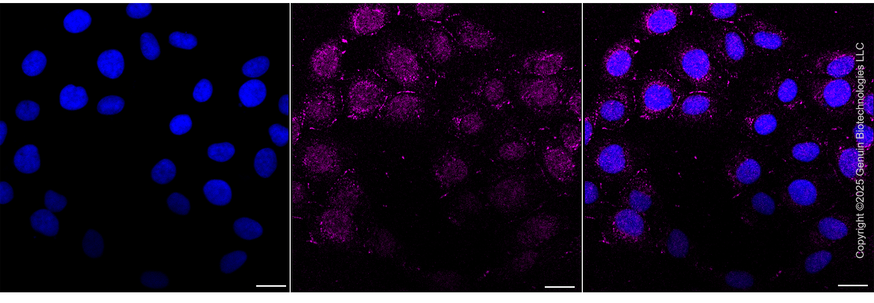 KD-Validated Anti-MARS1 Rabbit Monoclonal Antibody ABG2205