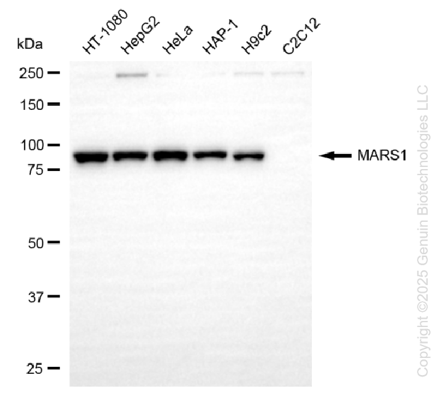 KD-Validated Anti-MARS1 Rabbit Monoclonal Antibody ABG2205
