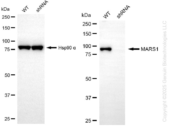 KD-Validated Anti-MARS1 Rabbit Monoclonal Antibody ABG2205