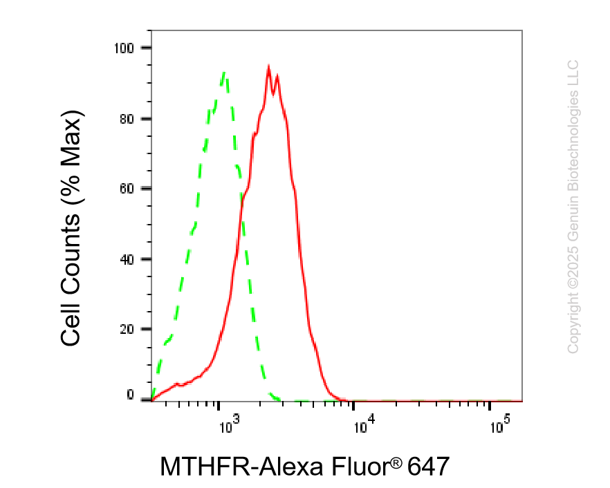 KD-Validated Anti-MTHFR Rabbit Monoclonal Antibody ABG2206