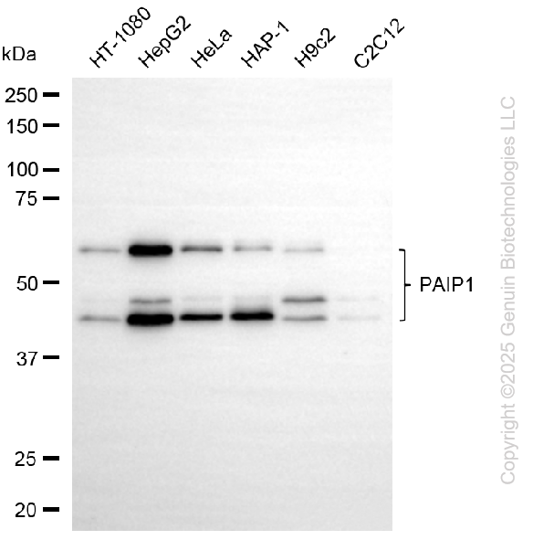 KD-Validated Anti-PAIP1 Rabbit Monoclonal Antibody ABG2207