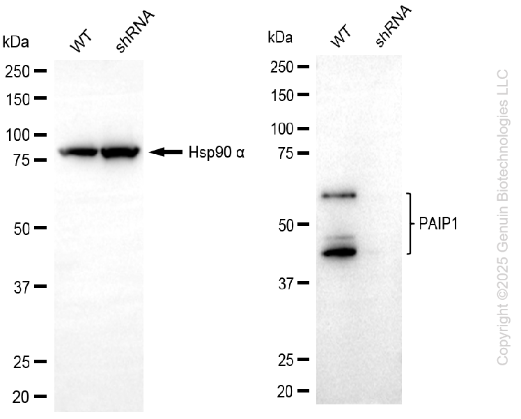 KD-Validated Anti-PAIP1 Rabbit Monoclonal Antibody ABG2207