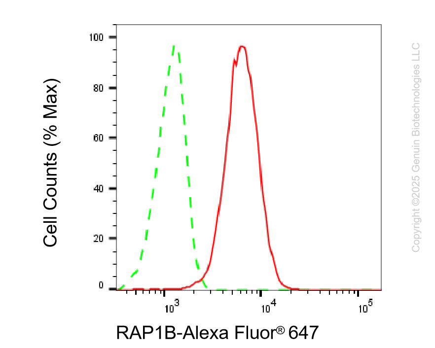 KD-Validated Anti-RAP1B Rabbit Monoclonal Antibody ABG2208