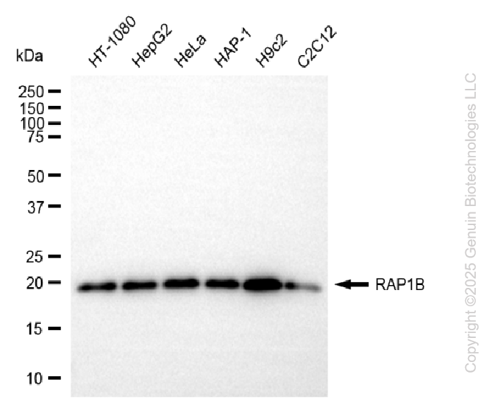 KD-Validated Anti-RAP1B Rabbit Monoclonal Antibody ABG2208