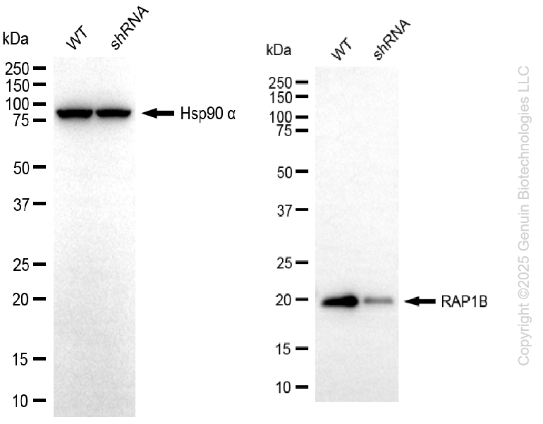 KD-Validated Anti-RAP1B Rabbit Monoclonal Antibody ABG2208