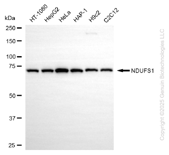 KD-Validated Anti-NDUFS1 Rabbit Monoclonal Antibody ABG2211