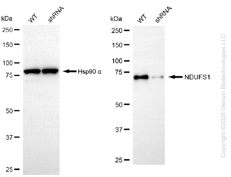 KD-Validated Anti-NDUFS1 Rabbit Monoclonal Antibody ABG2211
