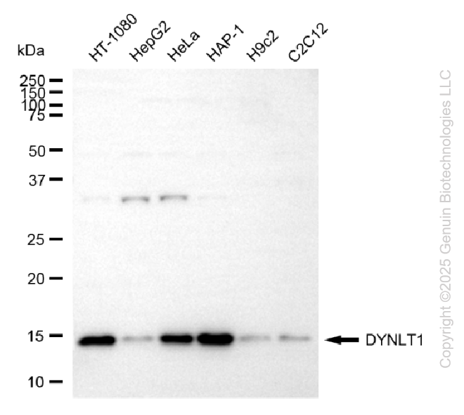 KD-Validated Anti-DYNLT1 Rabbit Monoclonal Antibody ABG2212