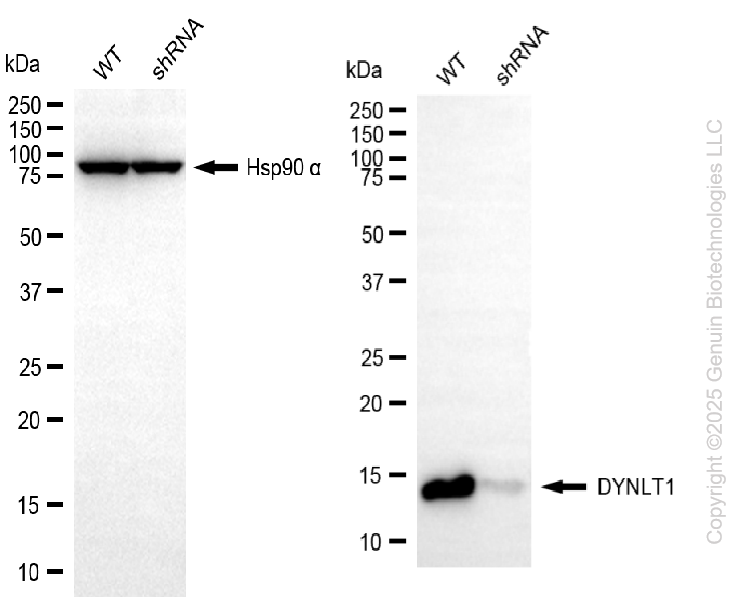 KD-Validated Anti-DYNLT1 Rabbit Monoclonal Antibody ABG2212