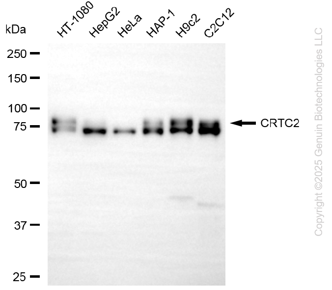 KD-Validated Anti-CRTC2 Rabbit Monoclonal Antibody ABG2213