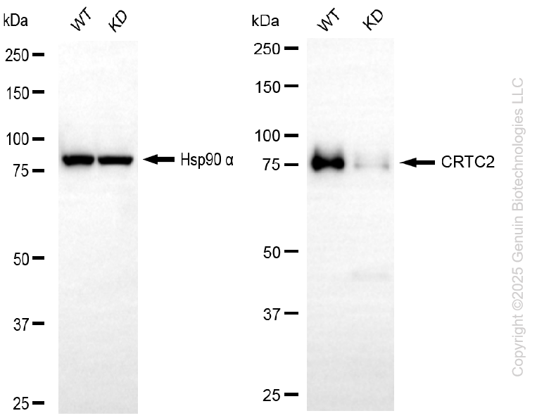 KD-Validated Anti-CRTC2 Rabbit Monoclonal Antibody ABG2213