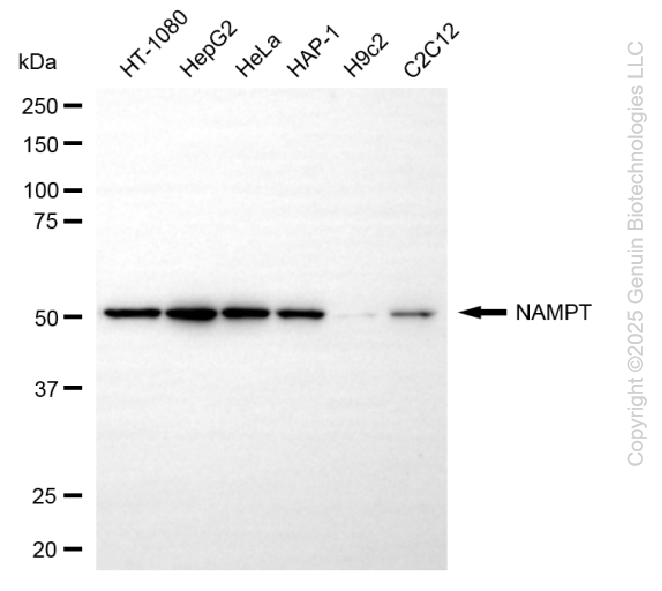 KD-Validated Anti-NAMPT Rabbit Monoclonal Antibody ABG2214