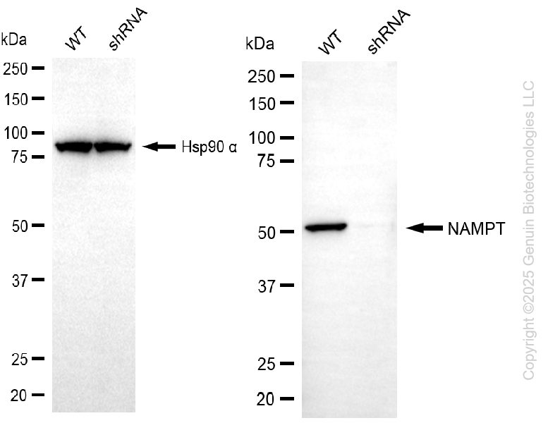 KD-Validated Anti-NAMPT Rabbit Monoclonal Antibody ABG2214