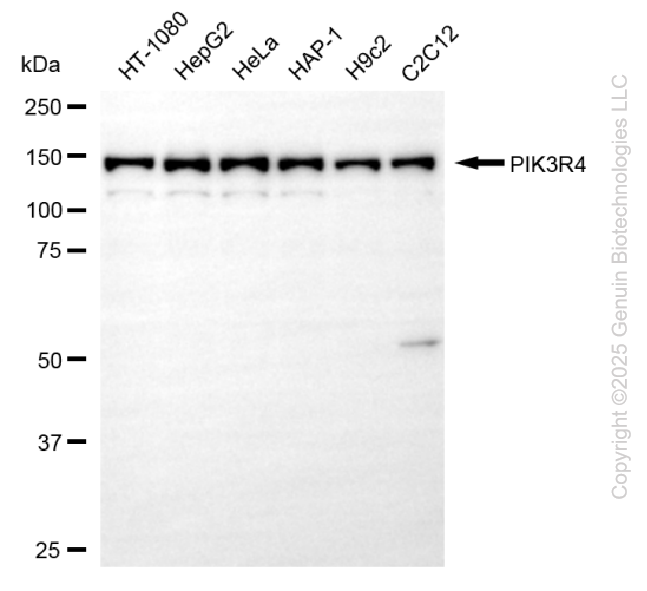 KD-Validated Anti-PIK3R4 Rabbit Monoclonal Antibody ABG2215