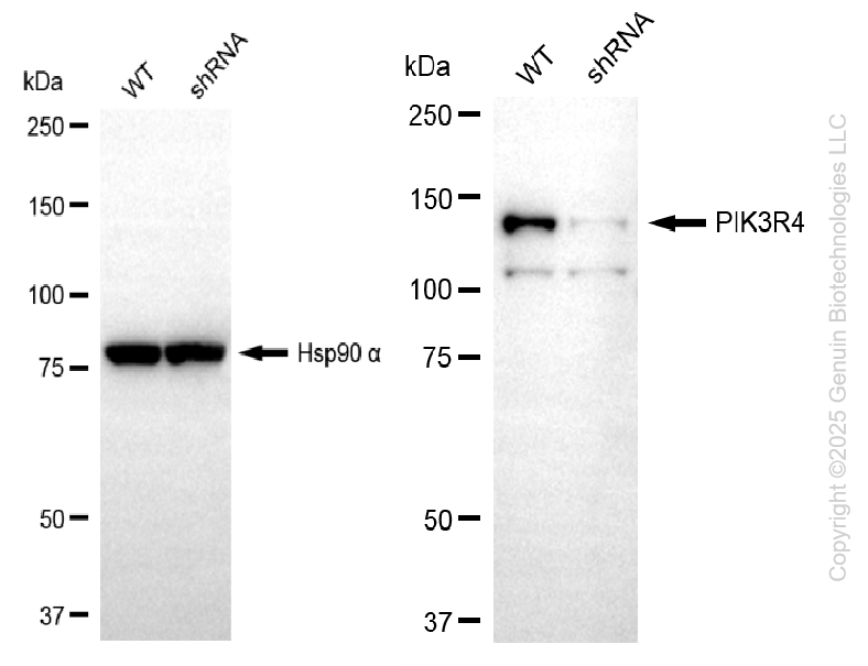 KD-Validated Anti-PIK3R4 Rabbit Monoclonal Antibody ABG2215