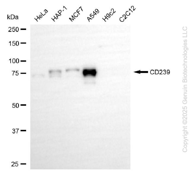 KD-Validated Anti-BCAM Rabbit Monoclonal Antibody ABG2216