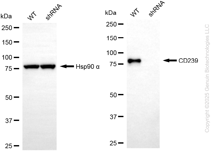 KD-Validated Anti-BCAM Rabbit Monoclonal Antibody ABG2216