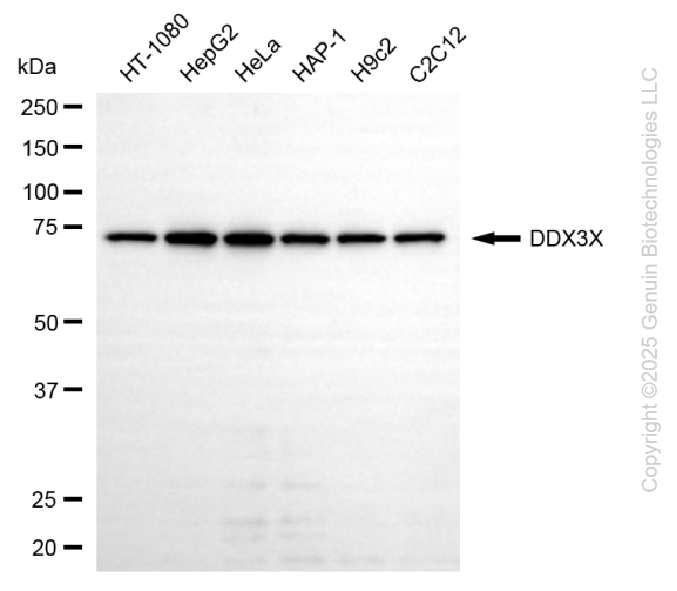 KD-Validated Anti-DDX3X Mouse Monoclonal Antibody ABG2217
