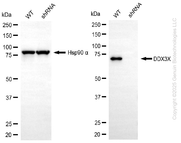 KD-Validated Anti-DDX3X Mouse Monoclonal Antibody ABG2217