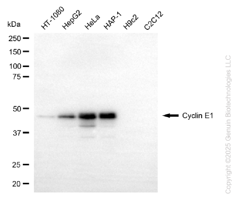 KD-Validated Anti-Cyclin E1 Rabbit Monoclonal Antibody ABG2218