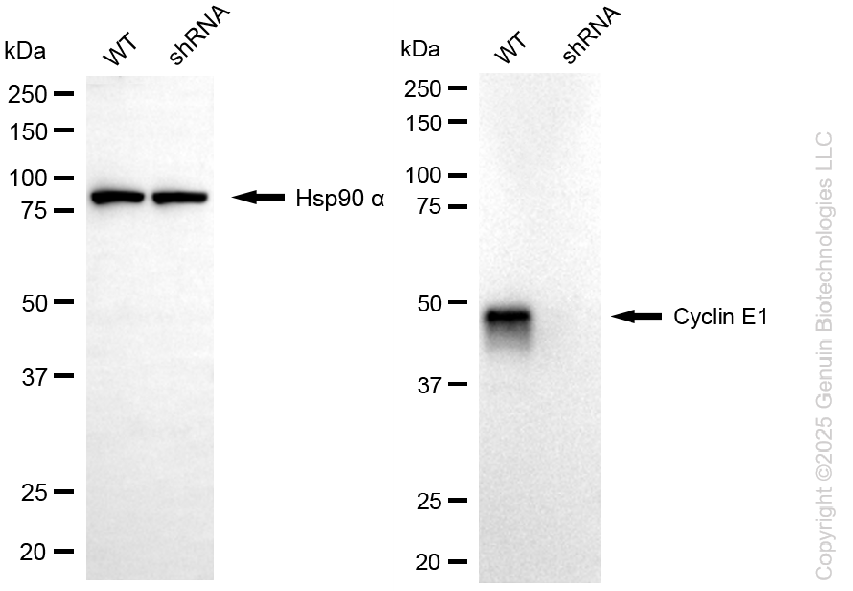 KD-Validated Anti-Cyclin E1 Rabbit Monoclonal Antibody ABG2218