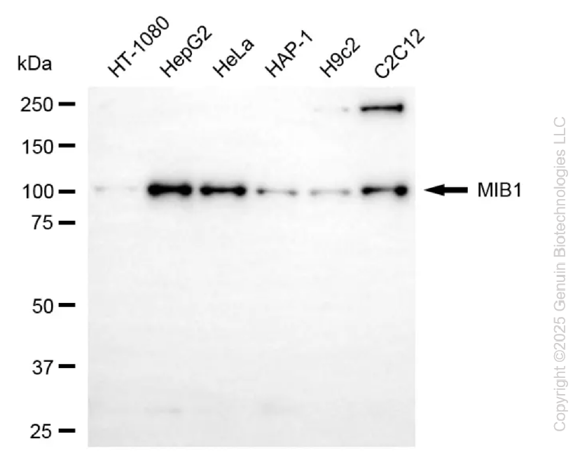 KD-Validated Anti-MIB1 Rabbit Monoclonal Antibody ABG2219